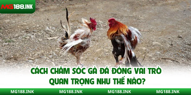 Cách chăm sóc gà đá đóng vai trò quan trọng như thế nào?