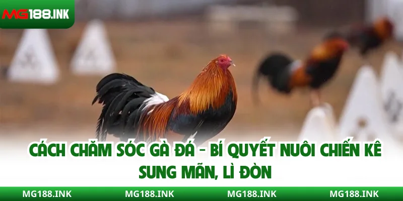 Cách chăm sóc gà đá - Bí quyết nuôi chiến kê sung mãn, lì đòn