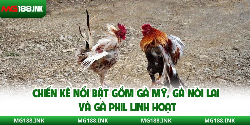 Chiến kê nổi bật gồm gà Mỹ, gà nòi lai và gà Phil linh hoạt