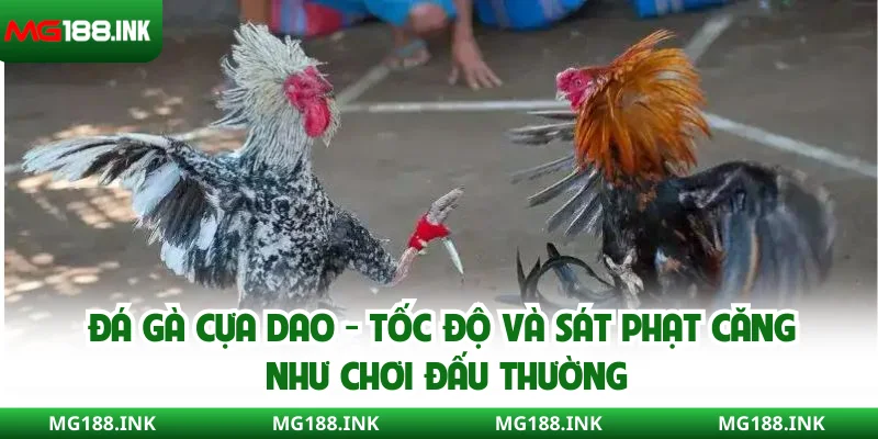 Đá gà cựa dao - Tốc độ và sát phạt căng như chơi đấu thường