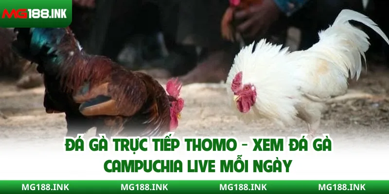 Đá gà trực tiếp Thomo - Xem đá gà Campuchia live mỗi ngày