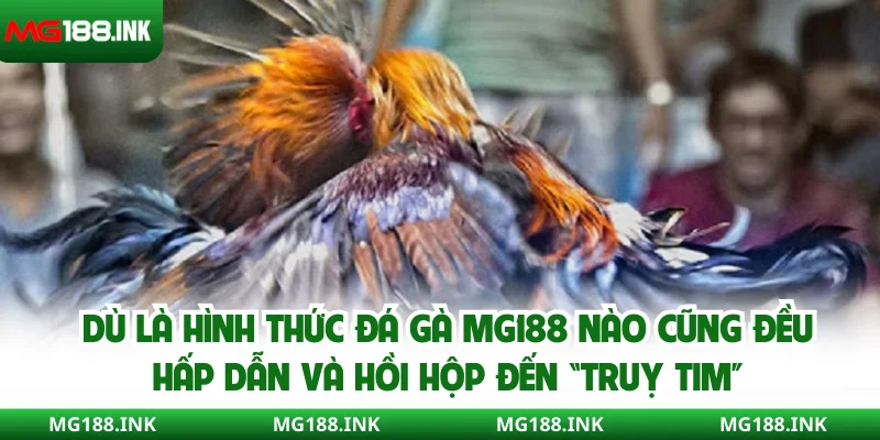 Dù là hình thức đá gà MG188 nào cũng đều hấp dẫn và hồi hộp đến “truỵ tim”