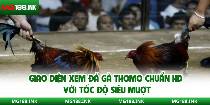 Giao diện xem đá gà Thomo chuẩn HD với tốc độ siêu mượt