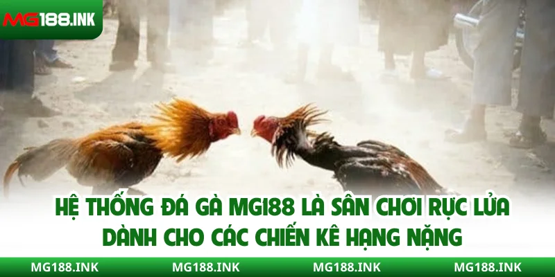 Hệ thống đá gà MG188 là sân chơi rực lửa dành cho các chiến kê hạng nặng
