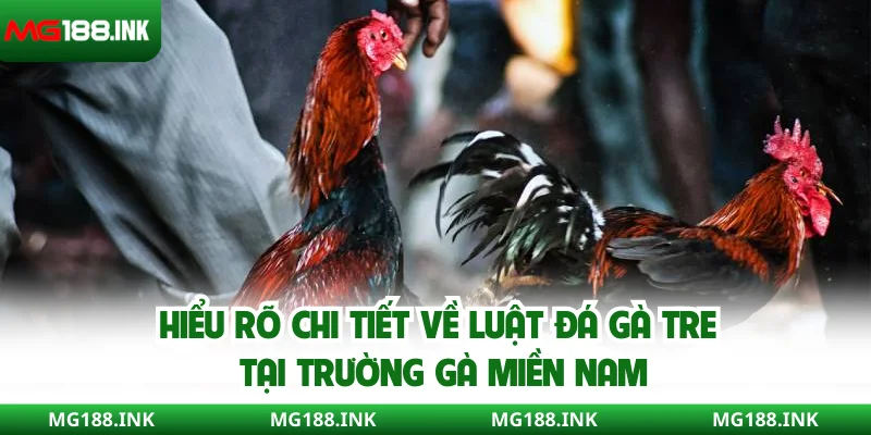 Hiểu rõ chi tiết về luật đá gà tre tại trường gà miền Nam