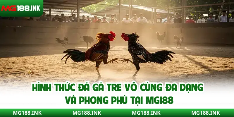 Hình thức đá gà tre vô cùng đa dạng và phong phú tại MG188