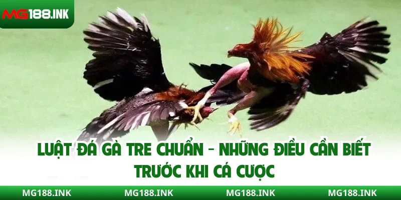 Luật đá gà tre chuẩn - Những điều cần biết trước khi cá cược