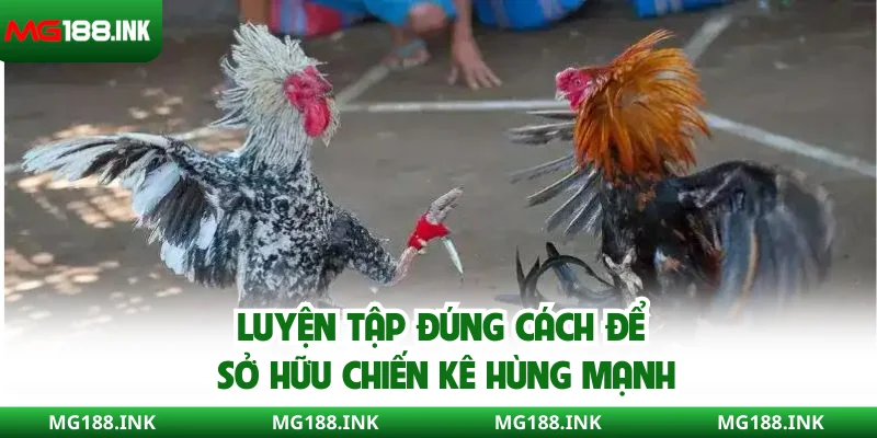 Luyện tập đúng cách để sở hữu chiến kê hùng mạnh