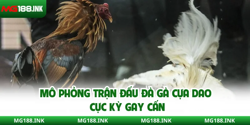Mô phỏng trận đấu đà gà cựa dao cực kỳ gay cấn