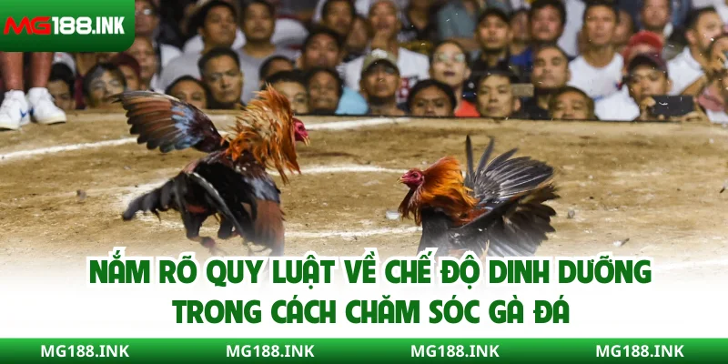 Nắm rõ quy luật về chế độ dinh dưỡng trong cách chăm sóc gà đá