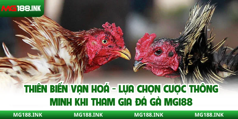 Thiên biến vạn hoá - lựa chọn cược thông minh khi tham gia đá gà MG188