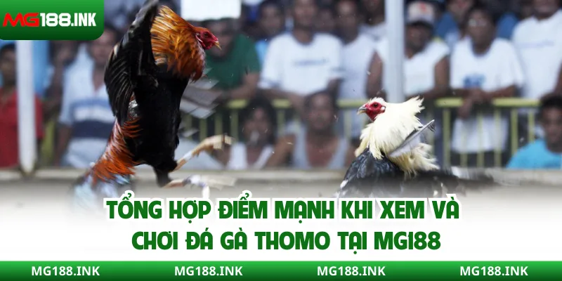 Tổng hợp điểm mạnh khi xem và chơi đá gà Thomo tại MG188