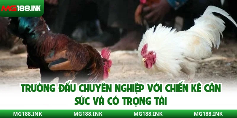 Trường đấu chuyên nghiệp với chiến kê cân sức và có trọng tài